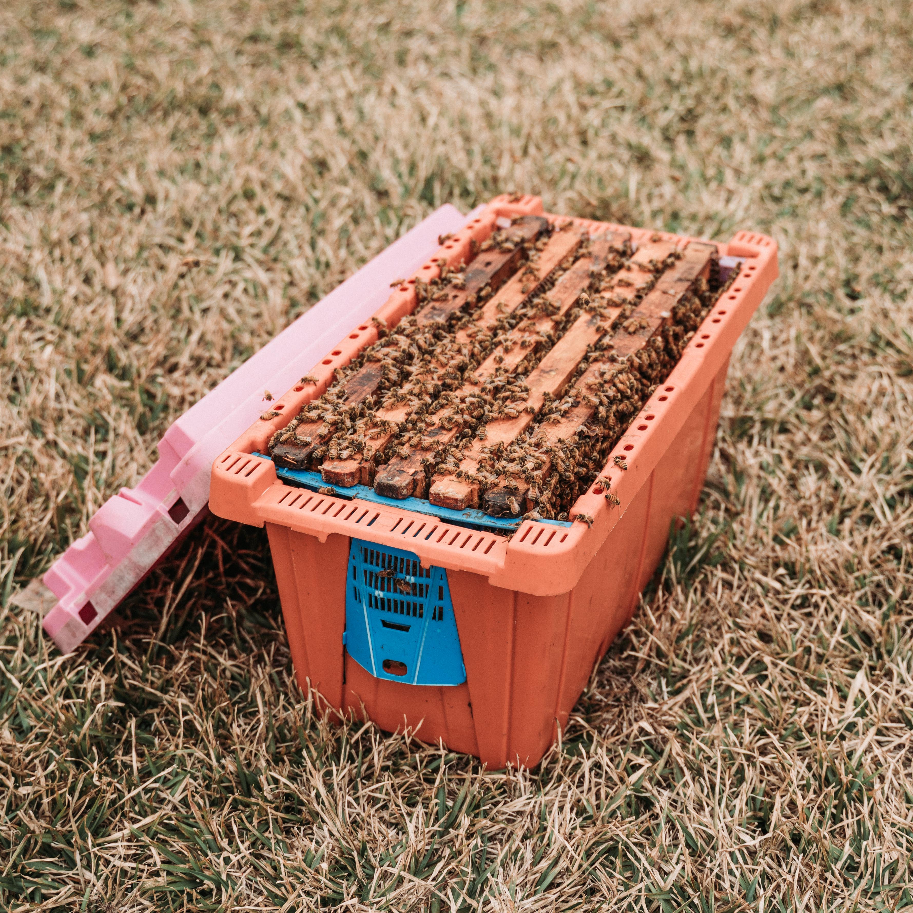 5-Frame Spring Nuc – Early May Pickup (Southeast Texas) – Moore Honey