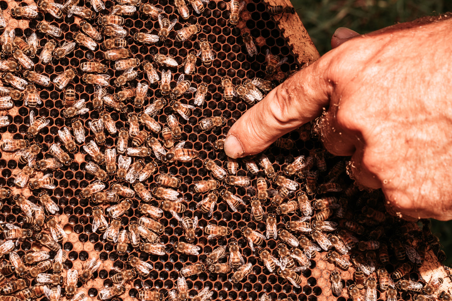 5-Frame Spring Nuc – Late April Pickup (Southeast Texas)