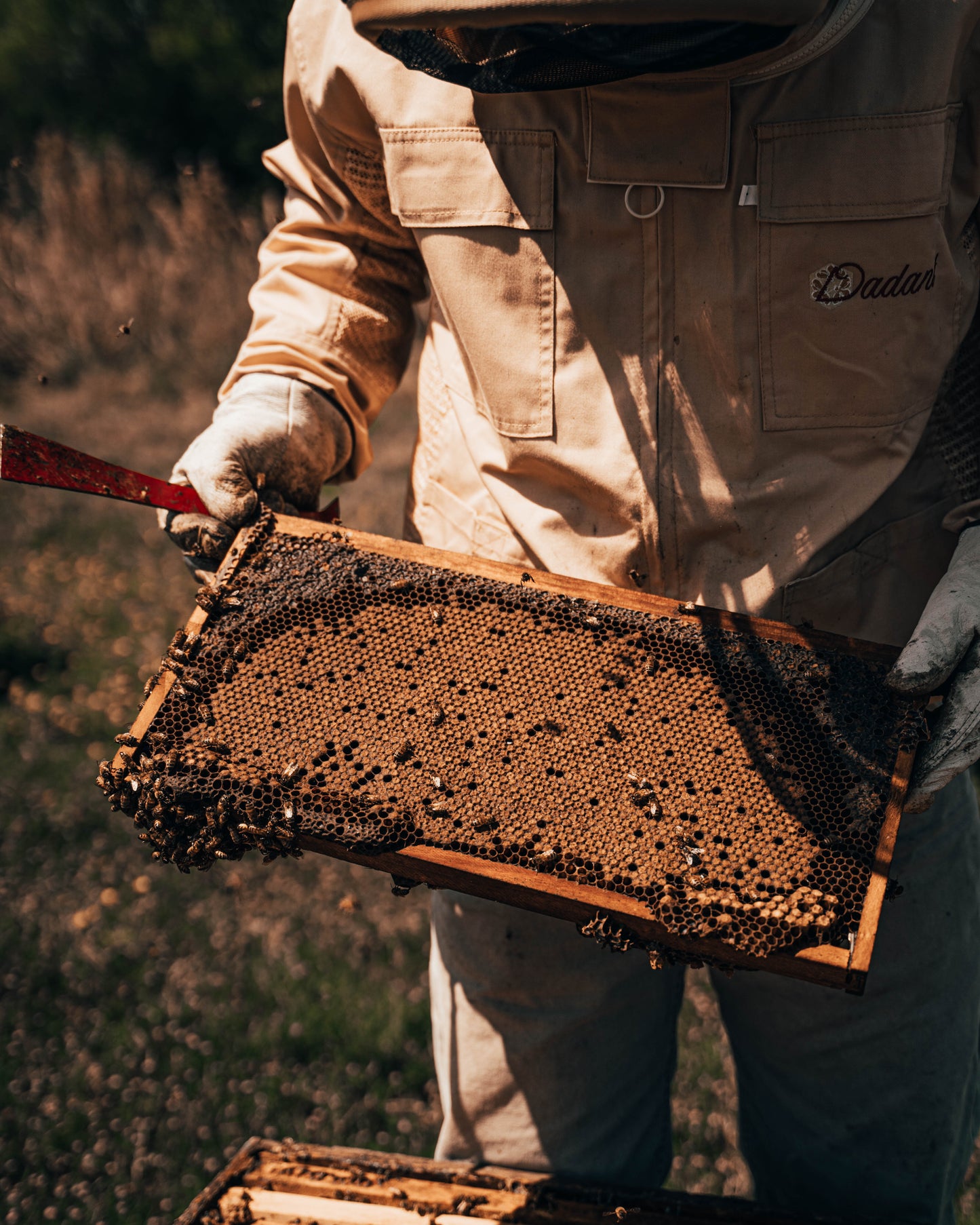 5-Frame Spring Nuc – Late April Pickup (Southeast Texas)
