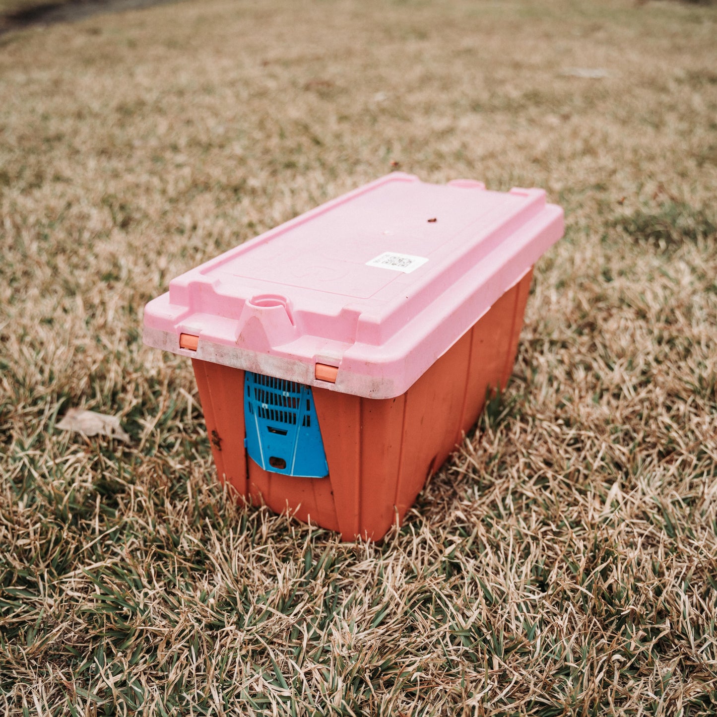 5-Frame Spring Nuc – Late April Pickup (Southeast Texas)