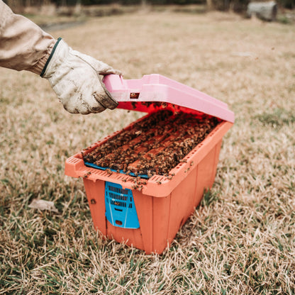 5-Frame Spring Nuc – Late April Pickup (Southeast Texas)