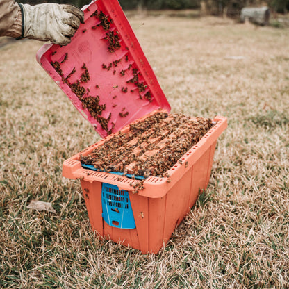 5-Frame Spring Nuc – Late April Pickup (Southeast Texas)