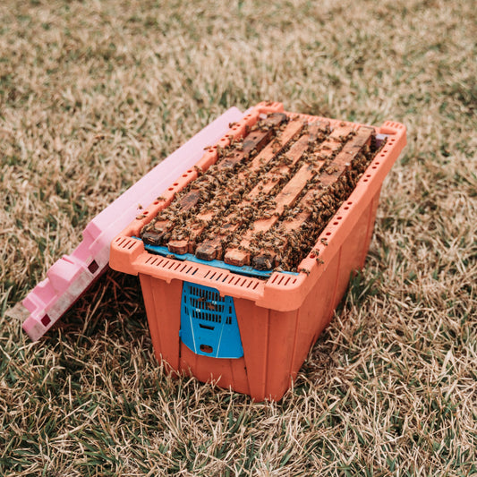 5-Frame Spring Nuc – Late April Pickup (Southeast Texas)