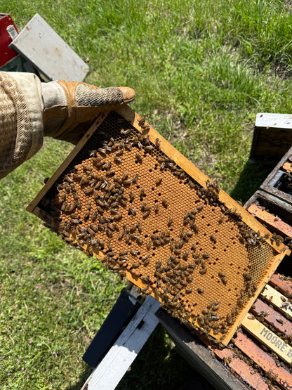 5-Frame Spring Nuc – Late April Pickup (Southeast Texas)